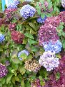2011-09-25 12-56-45 Variete d'hortensias ERi